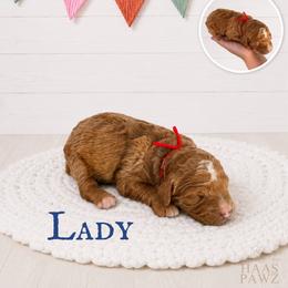Lady - Apricot female Goldendoodle puppy in Jerome, Michigan from Haaspawz