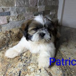 Patrick - Black gold and white male Shih Tzu puppy in Clyde, North Carolina from Shawgo Pups