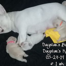 French Bulldog Puppies from Tran's Bullies