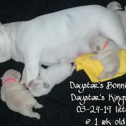 French Bulldog Puppies from Tran's Bullies