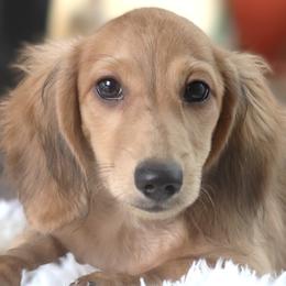 Trigger - Cream male Dachshund puppy in Azle, Texas from American Dachshunds