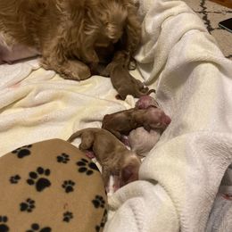 Cocker Spaniel puppies from Relative Stables