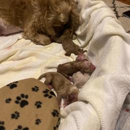 Cocker Spaniel puppies from Relative Stables