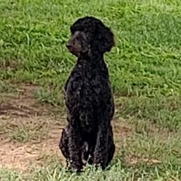 Coal - Phantom male Poodle puppy in Fairfield, Illinois from Positively Doodles