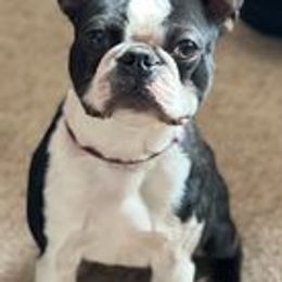 Theo - Boston Terrier