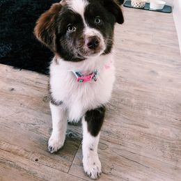 Miniature Australian Shepherd Puppies from 7UL Mini Aussies
