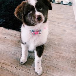 Miniature Australian Shepherd Puppies from 7UL Mini Aussies