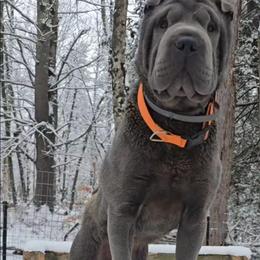 COOPER - Blue male Chinese Shar-Pei puppy in Rome, Pennsylvania from Maynard Hills Chinese Sharpeis