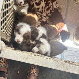 Miniature Australian Shepherd Puppies from Macks Mini Aussies
