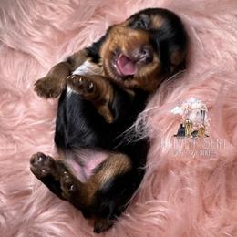 Yorkshire Terrier Puppies from Heaven_sent_toy_yorkies