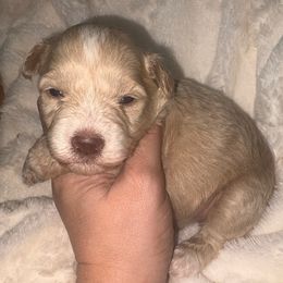 Aspen - Wheaten female Miniature Schnauzer puppy in Lufkin, Texas from C&K’s Schnauzer House