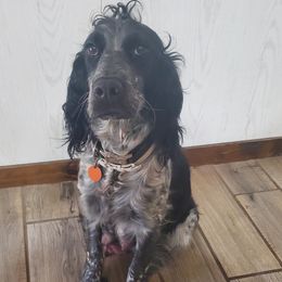 Millie - English Springer Spaniel