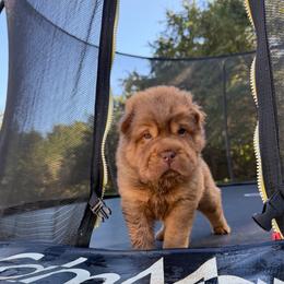 Teddy Bear Chai - Chocolate dilute male Chinese Shar-Pei puppy in Auburn, Kansas from Justin's Chinese Shar-Pei