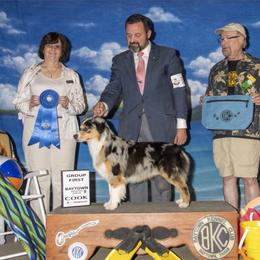 Miniature American Shepherd Puppies from Abington Miniature American Shepherds