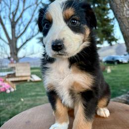 Blair - Black tri-color female Australian Shepherd puppy in Preston, Idaho from KC Bar Ranch Aussies