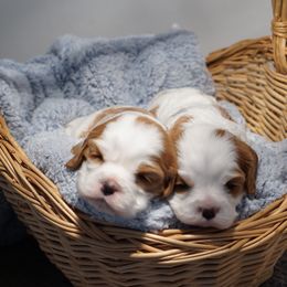 Cavalier King Charles Spaniel Puppies from Country View Cavaliers