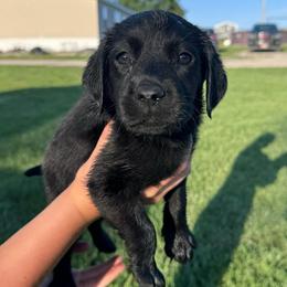 Lily - Black female Labrador Retriever puppy in Garnett, Kansas from Timberland Creek Labradors