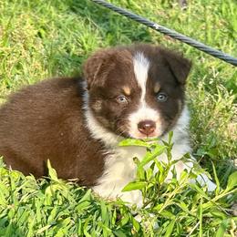 CHLOE - Red tri-color female Australian Shepherd puppy in Sheridan, Arkansas from Runnin’ Wild Ranch Aussies