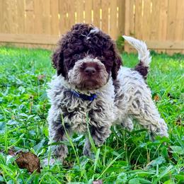 Bluebell (Blue collar) - Brown male Lagotto Romagnolo puppy in Ashland, Ohio from SS Australian Shepherds