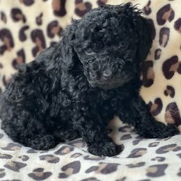 Bruno - Black male Poodle puppy in Warrensburg, Missouri from Supreme Doodles
