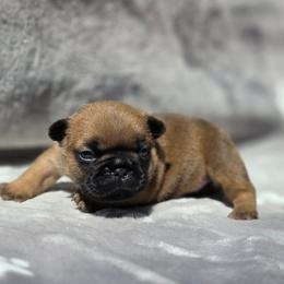 Red fawn - Fawn female French Bulldog puppy in Polk City, Florida from Best Friend Frenchies, LLC