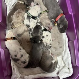 Great Dane Puppies from A Rowe of Danes