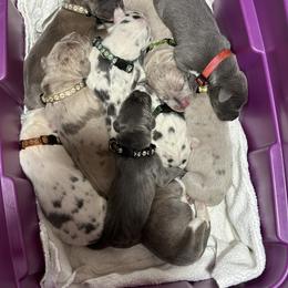 Great Dane Puppies from A Rowe of Danes