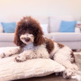 Poodle puppies from Leila Pearson