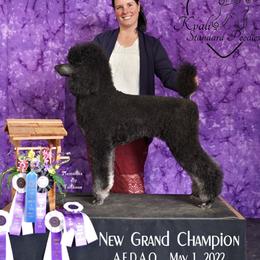 Phoenix - Poodle