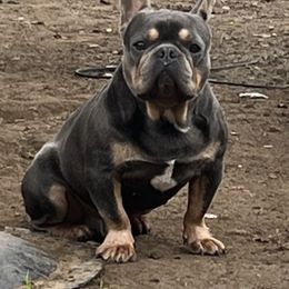 Benji - French Bulldog