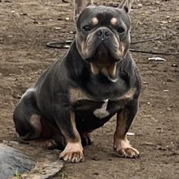 Benji - French Bulldog