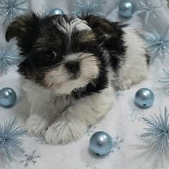 Sullivan - Black male Mi-Ki puppy in Oakley, Michigan from BFF Mi-Kis