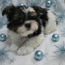 Sullivan - Black male Mi-Ki puppy in Oakley, Michigan from BFF Mi-Kis