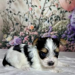 Callie 3000 - Parti female Yorkshire Terrier puppy in Nicholls, Georgia from Southeast Biewers