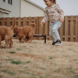 Goldendoodle Puppies from Abner Creek Doodles