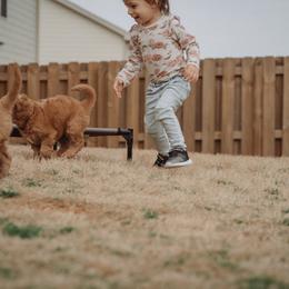 Goldendoodle Puppies from Abner Creek Doodles