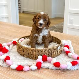 CONFETTI - Red  male Goldendoodle puppy in Bell Buckle, Tennessee from Precious Puptown Doodles