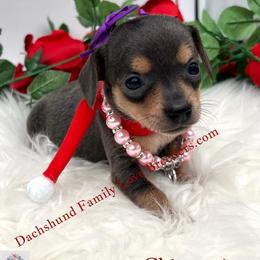 Fancy - Blue female Companion Cross puppy in Prescott, Arizona from Dachshund Family Love Breeders