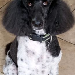 Poodles from JMS Standard Poodles