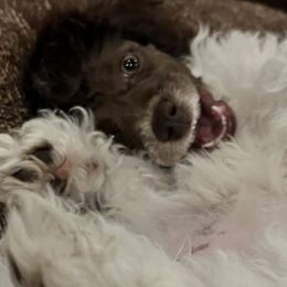 Aussiedoodle, Australian Shepherd, and Toy Australian Shepherd Puppies from Tumblin T Aussies and Aussiedoodles