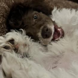 Aussiedoodle, Australian Shepherd, and Toy Australian Shepherd Puppies from Tumblin T Aussies and Aussiedoodles