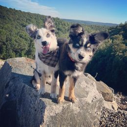 Miniature Australian Shepherd Puppies from Dusty Dogs Miniature Australian Shepherds