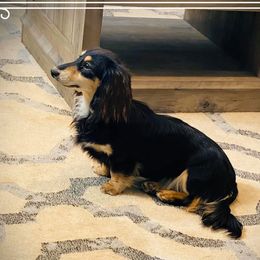 Lola - Dachshund