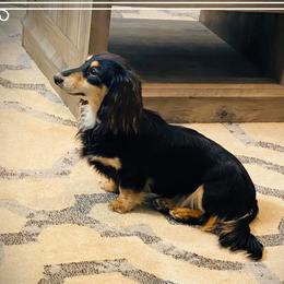Lola - Dachshund