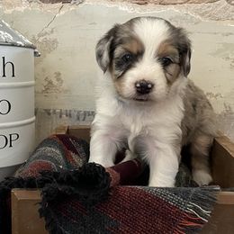 Girl 2 - Blue merle Aussiedoodle puppy in Payson, Utah from The Hoppers Back 40