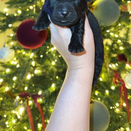 Dasher - Black male Labrador Retriever puppy in Lenoir, North Carolina from Wooten Retrievers