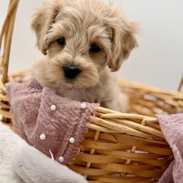 Blue collared male - Apricot male Maltipoo puppy in Marshallville, Ohio from Grassy Meadow Pups