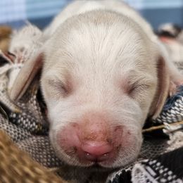 Lemon girl - Lemon and white female Beagle puppy in Spring Branch, Texas from Lost Trail Kennels