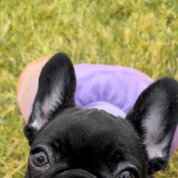 French Bulldog Puppies from Divine French Bulldogs