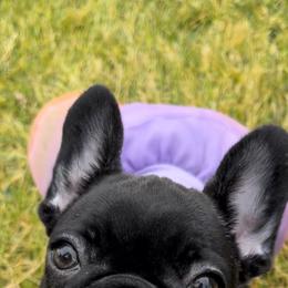 French Bulldog Puppies from Divine French Bulldogs